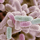 Illustration for article titled E. Coli Ready To Treat Itself To Some Beef After Weeks Of Nothing But Saladem/em